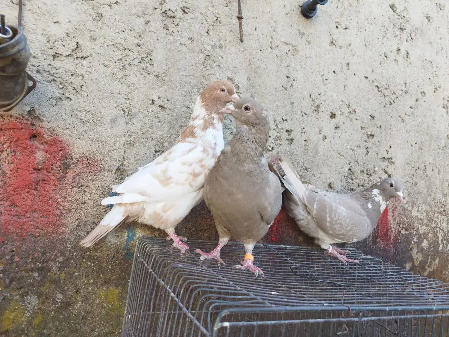 کبوتر بیوتی کینگ|پرنده|آزادشهر, |دیوار