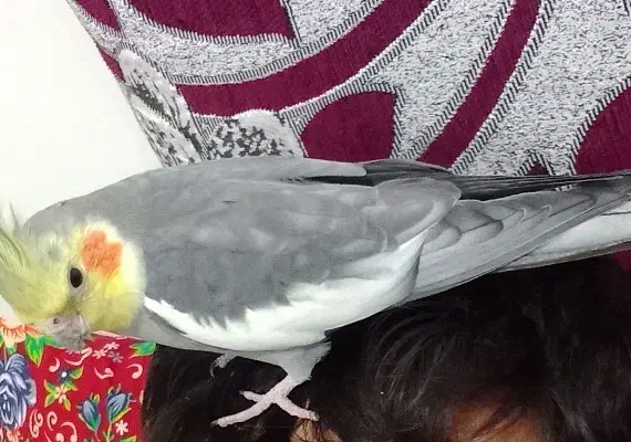 پرنده عروس هلندی|پرنده|اهر, |دیوار