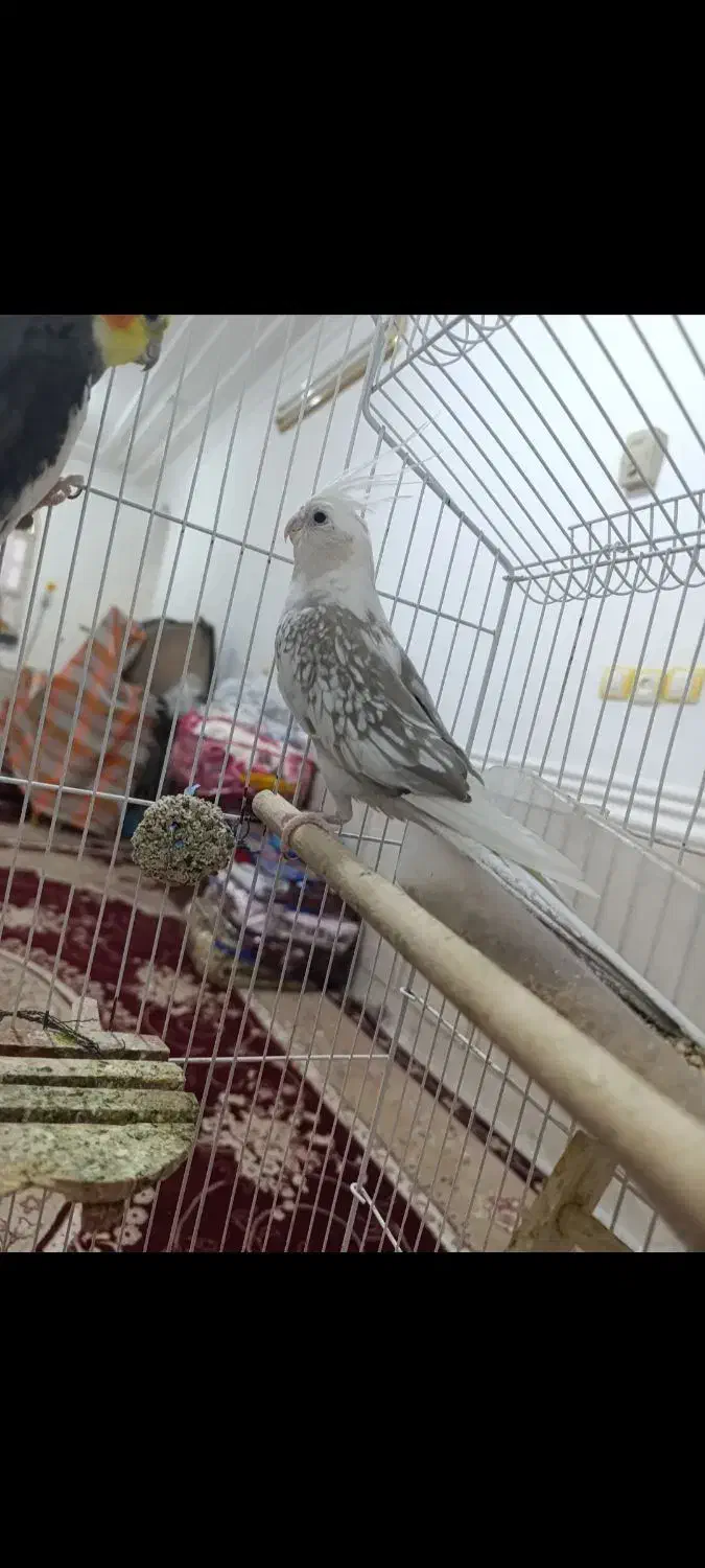 عروس هلندی|پرنده|لامرد, |دیوار