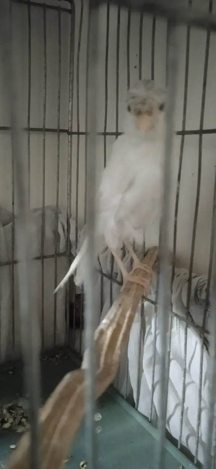 قناری ماده آماده|پرنده|تهران, راه آهن|دیوار