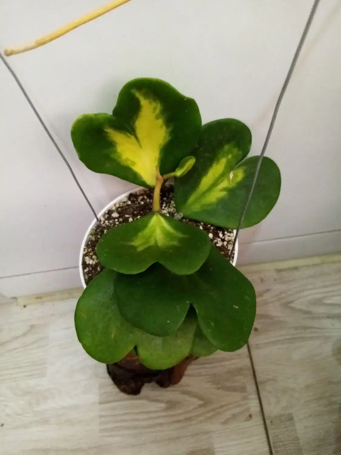 گلهای زیبای هویا با تنوع بالا|گل و گیاه طبیعی|اصفهان, شاهزاده ابراهیم|دیوار