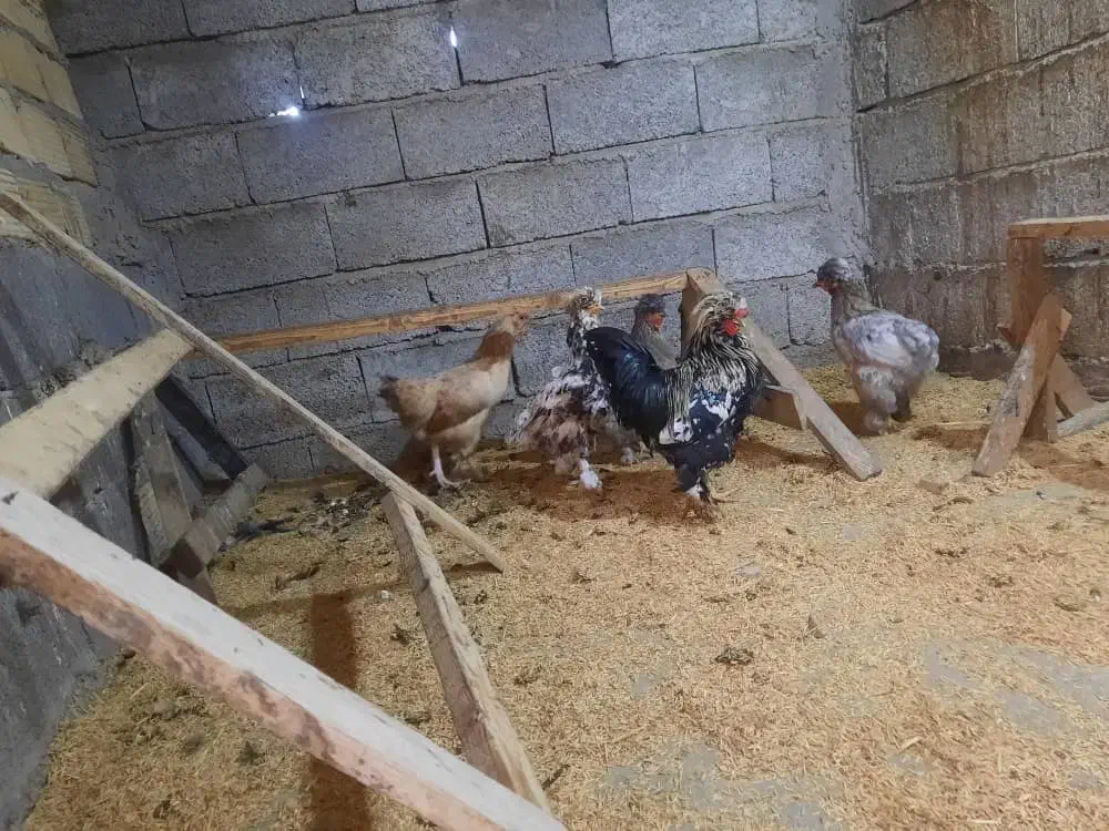 مرغ و خروس سلطان|حیوانات مزرعه|لاهیجان, بازکیاگوراب|دیوار