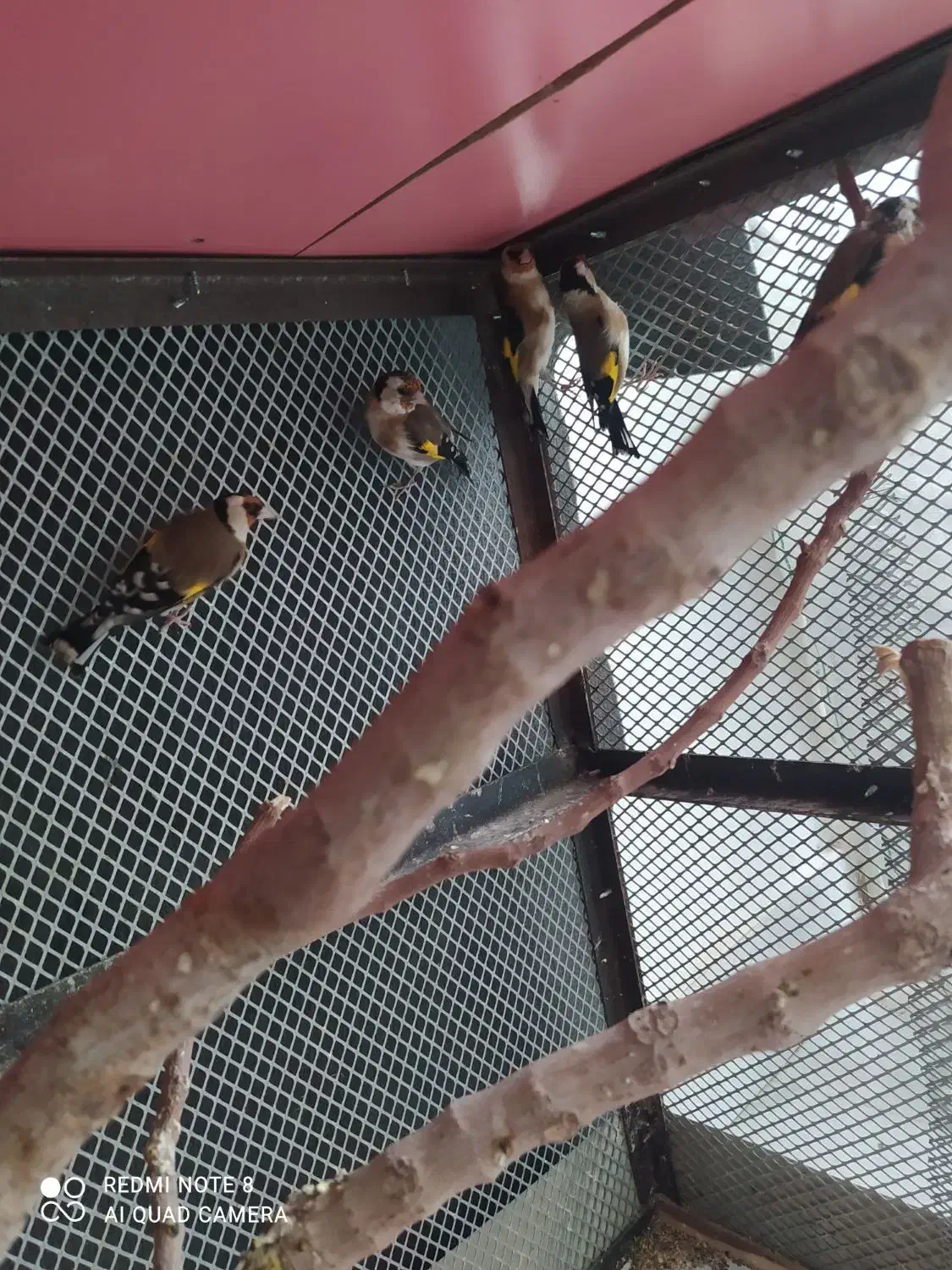 7تا سهره|پرنده|تبریز, |دیوار