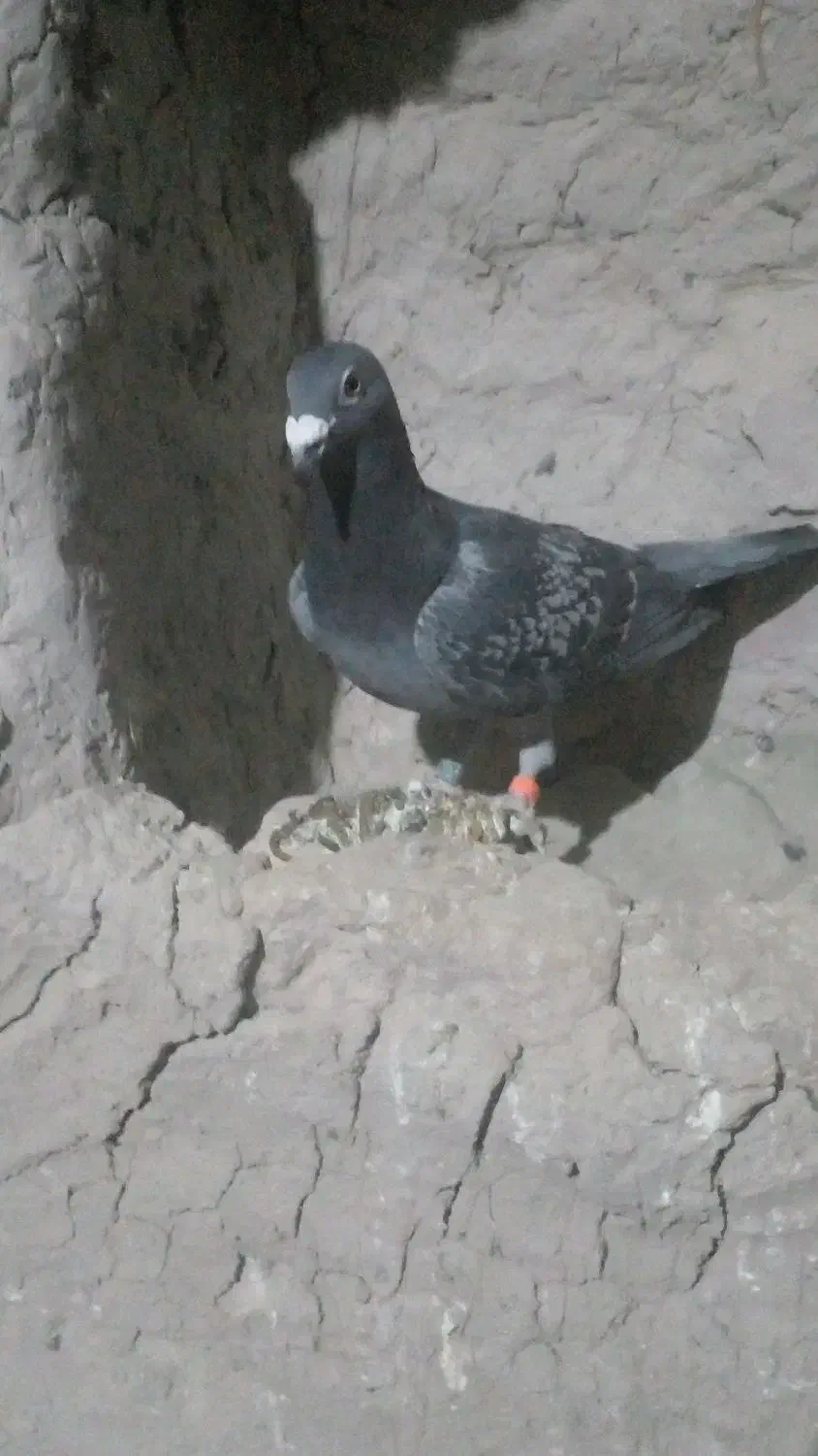 کبوترگرفتنی|پرنده|نیمروز, |دیوار