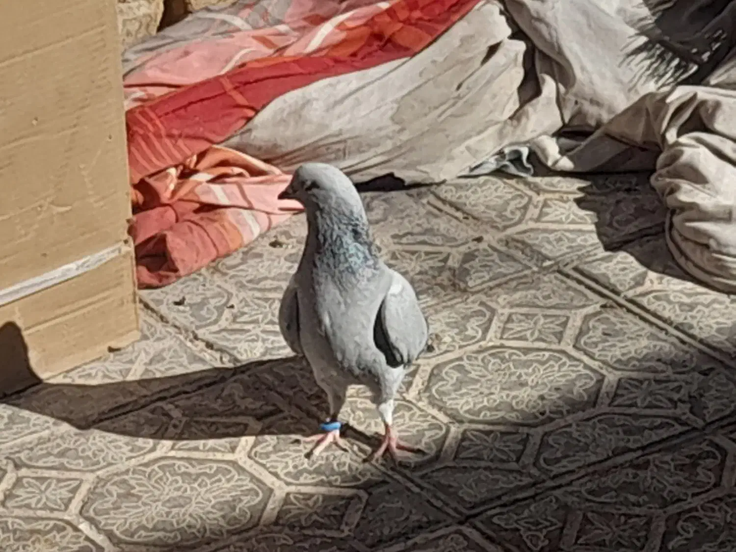 کفتر سبز کلاغ و نارپشت دم سیاه|پرنده|کرمان, |دیوار