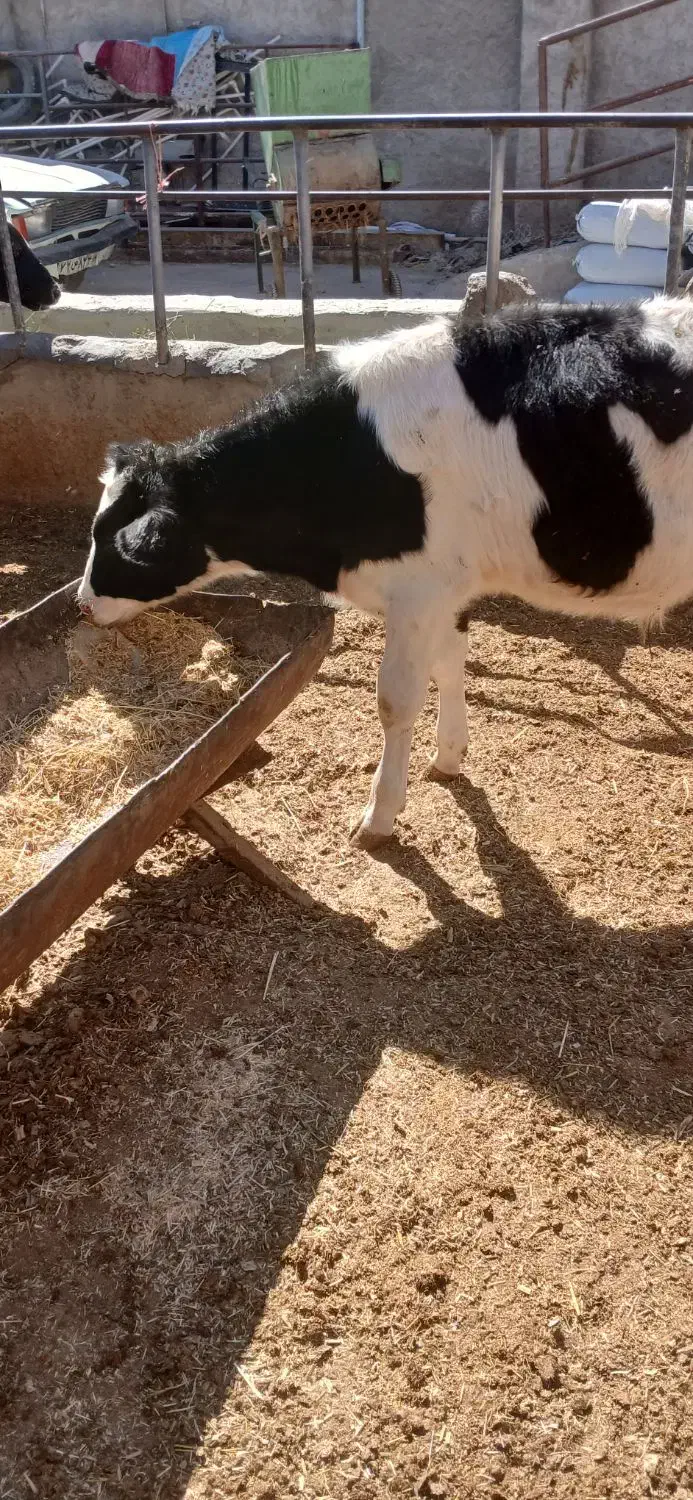 گوساله|حیوانات مزرعه|اصفهان, سلطانآباد|دیوار