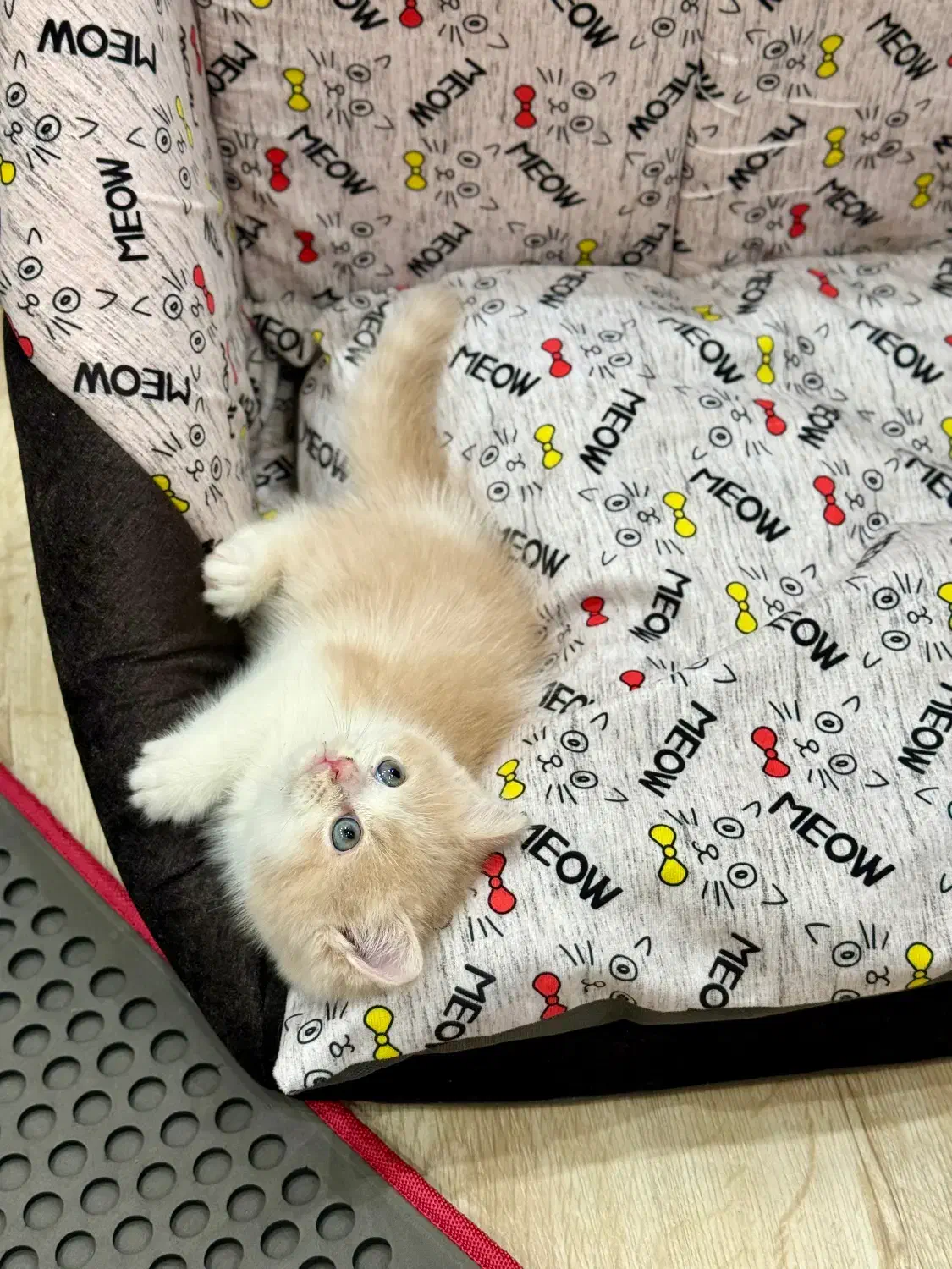 بریتیش گلد نر دو ماه و نیمه|گربه|اندیشه, اندیشه فاز ۴|دیوار