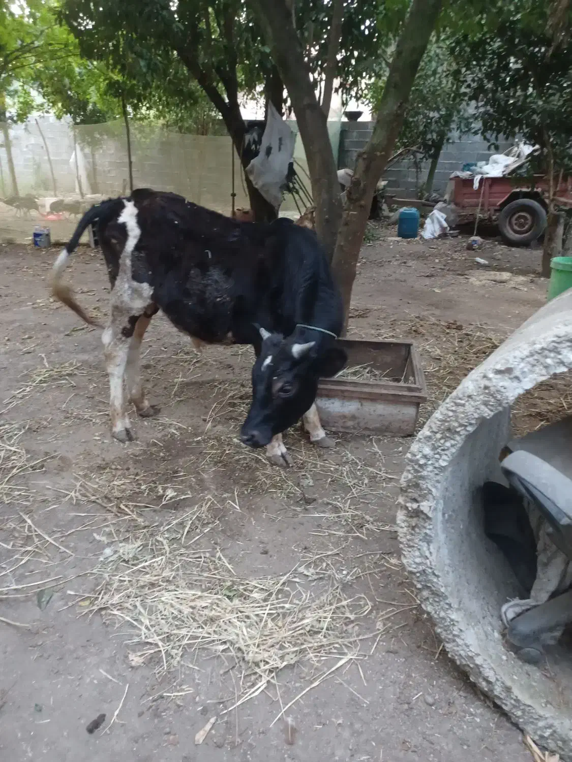 گوساله نر|حیوانات مزرعه|اطاقور, |دیوار