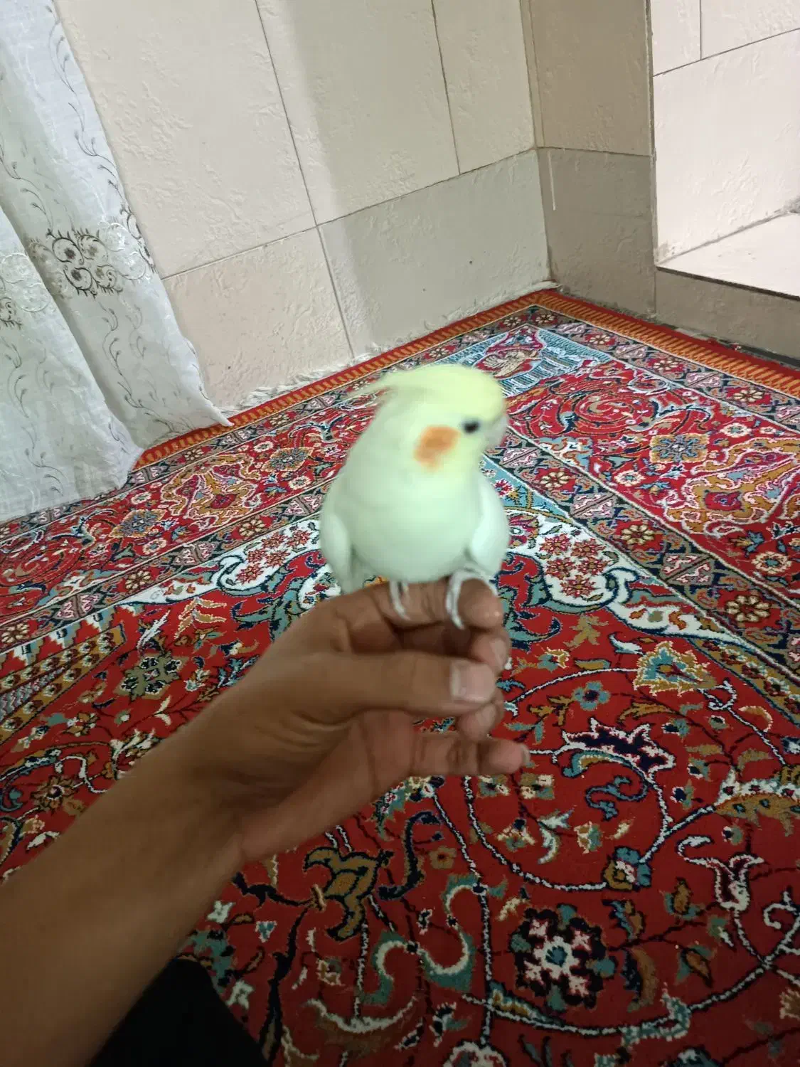 عروس ماده|پرنده|بروجرد, |دیوار