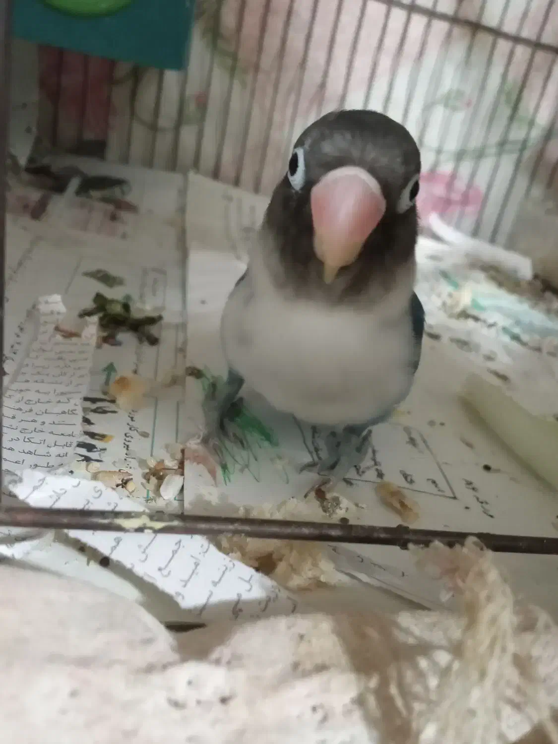 فروش فوری طوطی برزیلی آبی|پرنده|رشت, سیا اسطلخ|دیوار