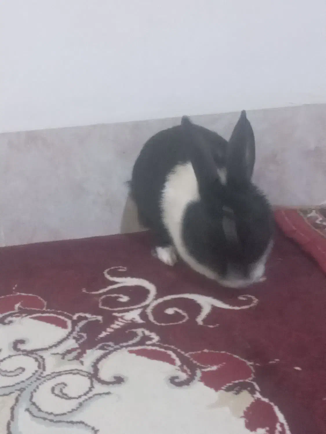 خرگوش|موش و خرگوش|دهلران, |دیوار