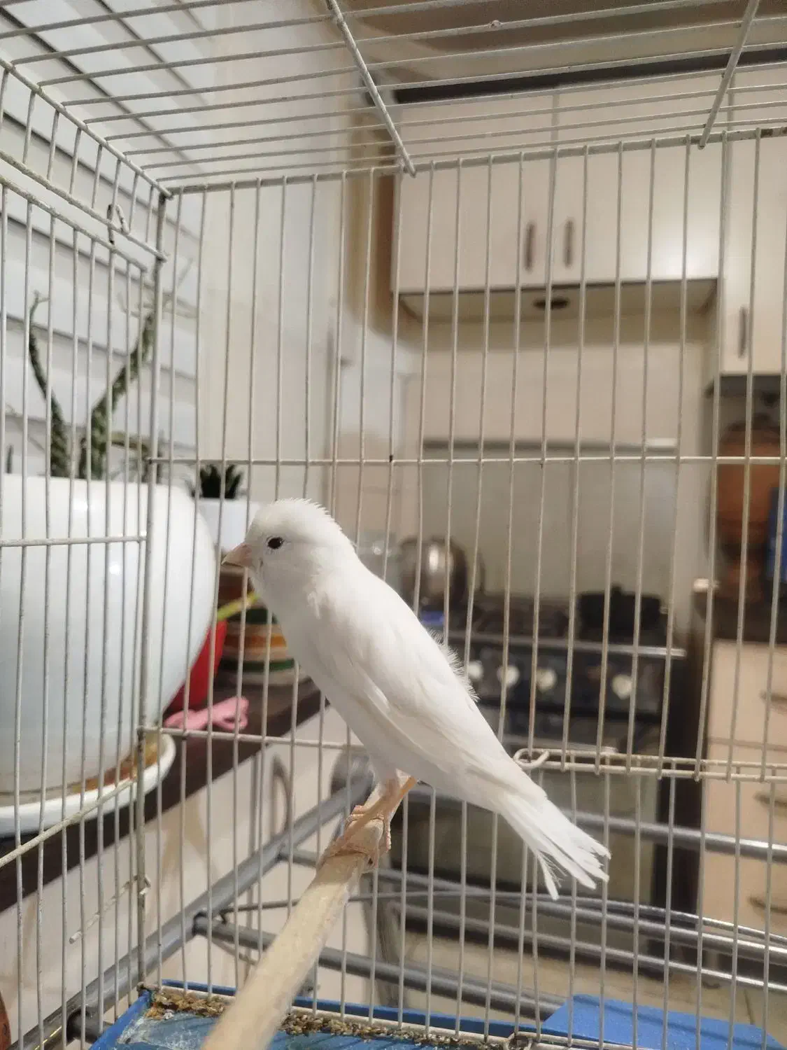 فروش قناری نر|پرنده|فردیس, شهرک شهید حسینی|دیوار