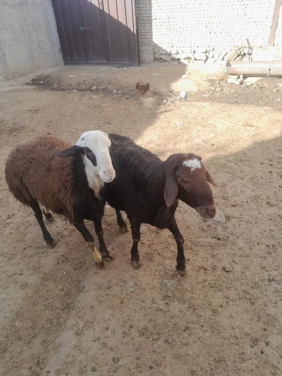 قورچ|حیوانات مزرعه|اسدآباد, |دیوار