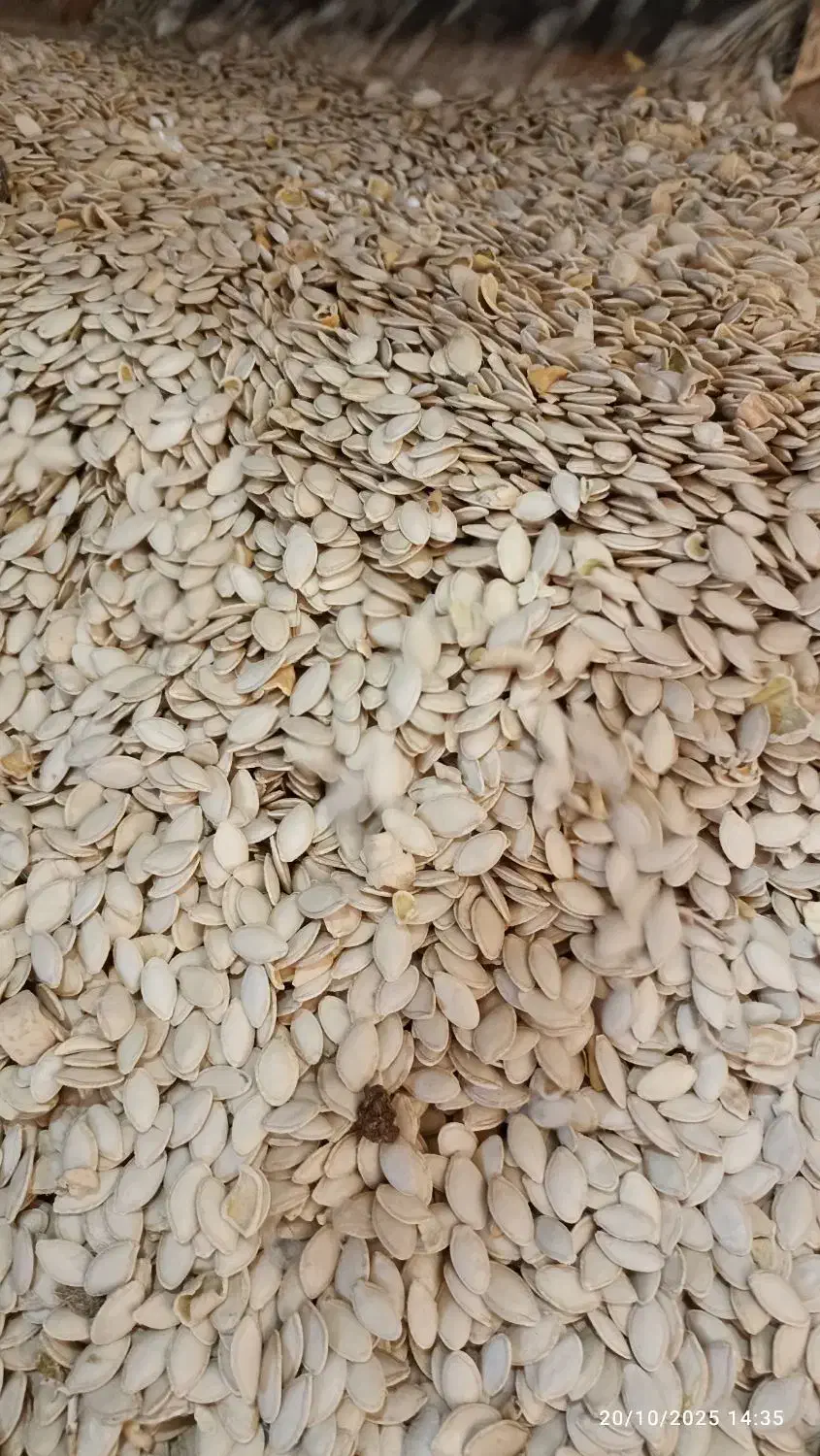 تخمه کدو خارجی|خوردنی و آشامیدنی|هشترود, |دیوار