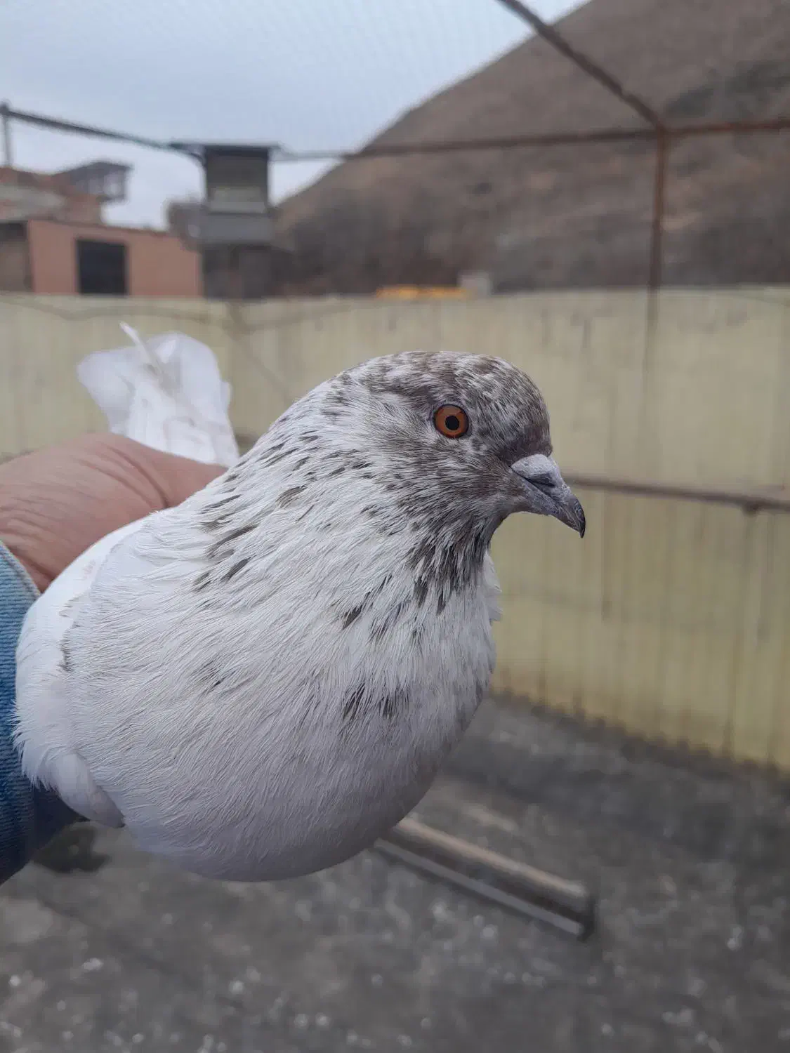 کفتر|پرنده|تهران, ازگل|دیوار