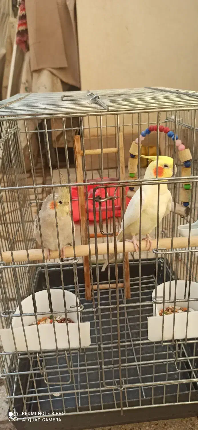 عروس هلندی سخنگو|پرنده|ابهر, |دیوار