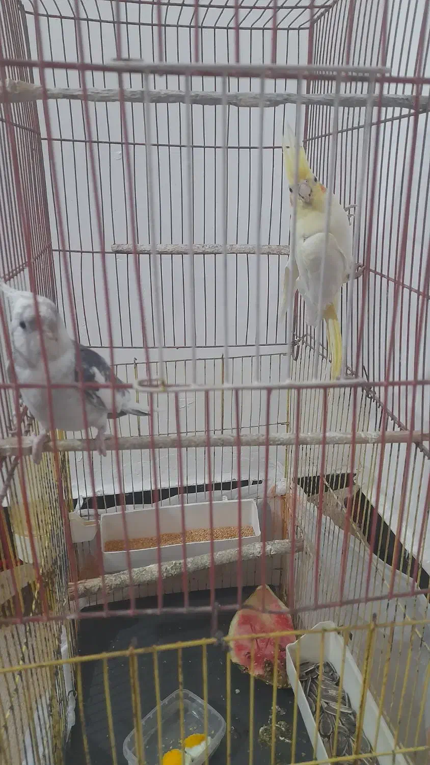 عروس هلندی با جوجه|پرنده|باوی, |دیوار