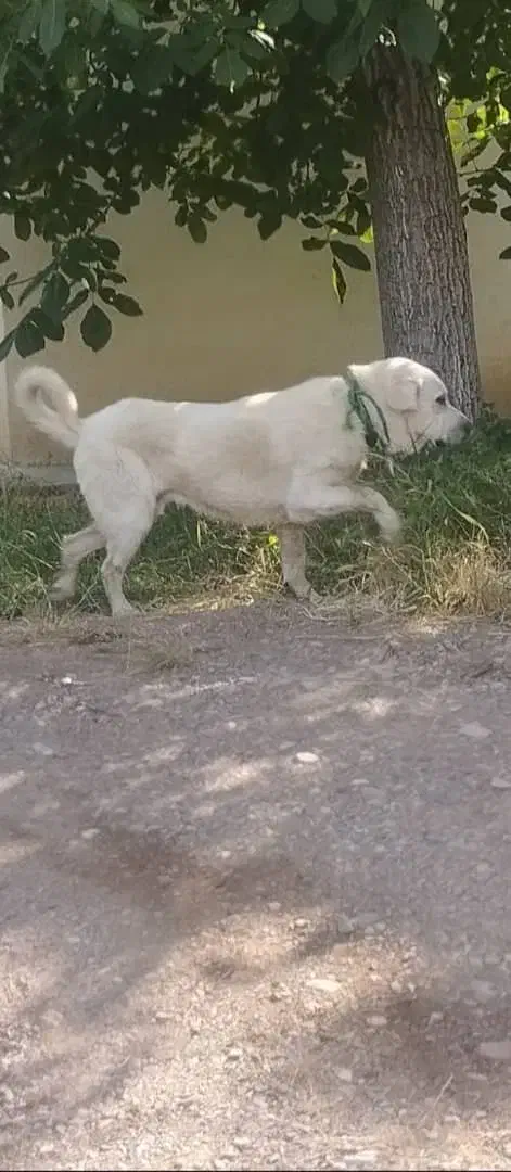 گمشده....گمشده مژدگانی|حیوانات|مرند, |دیوار