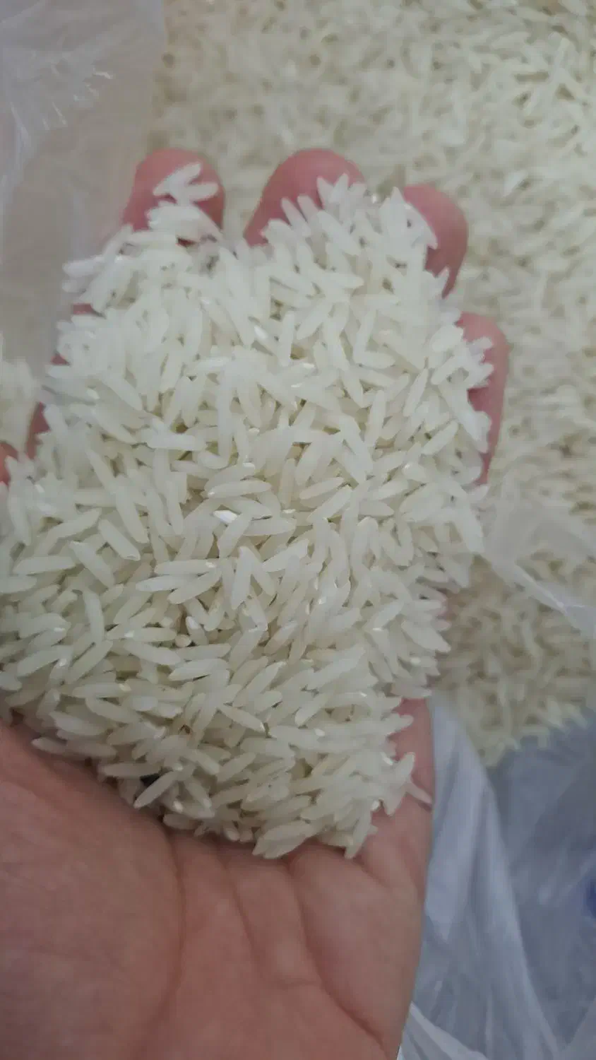 برنج سالم و لاشه طارم درشت|خوردنی و آشامیدنی|مشهد, نرگس (شهرک غرب)|دیوار