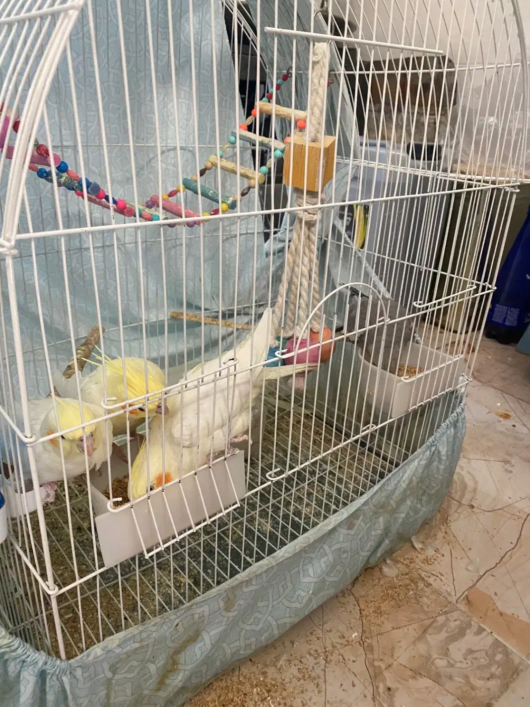 عروس هلندی|پرنده|صحنه, |دیوار