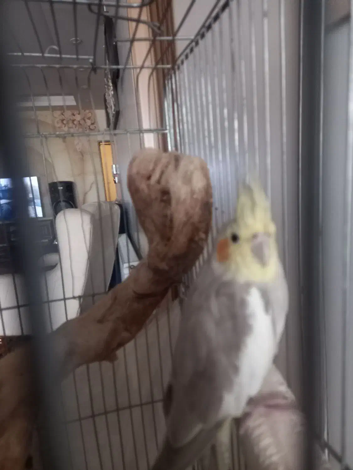 عروس هلندی|پرنده|صباشهر, |دیوار