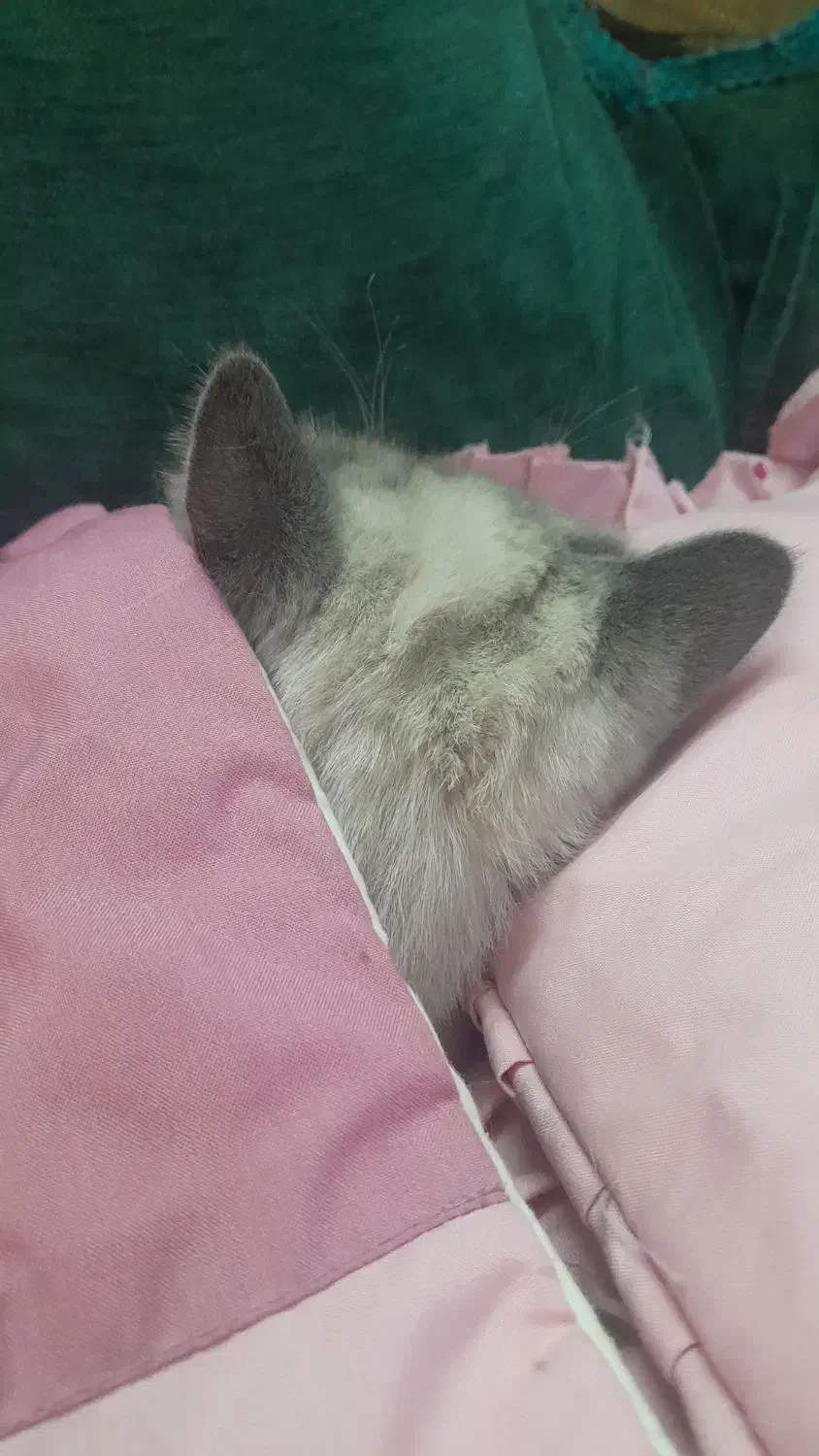 همالین نر|گربه|مشهد, میعاد (شهرک غرب)|دیوار