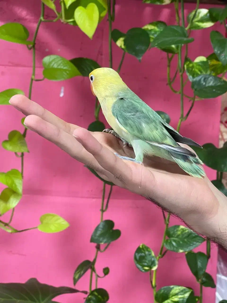 کوتوله برزیلی رنگ خاص|پرنده|محمودآباد, |دیوار