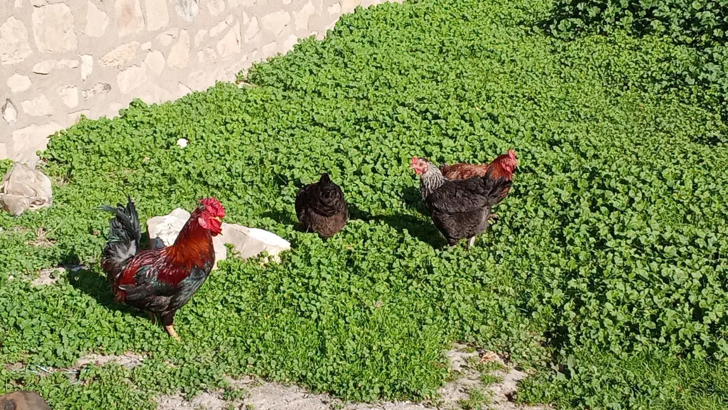 مرغ خروس لری|حیوانات مزرعه|مسجد سلیمان, |دیوار