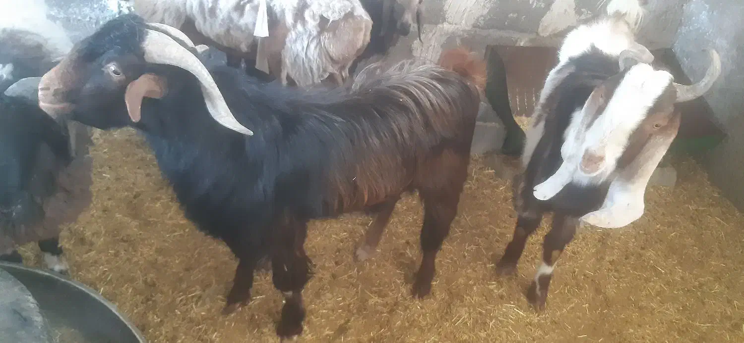 نری|حیوانات مزرعه|کرمان, |دیوار