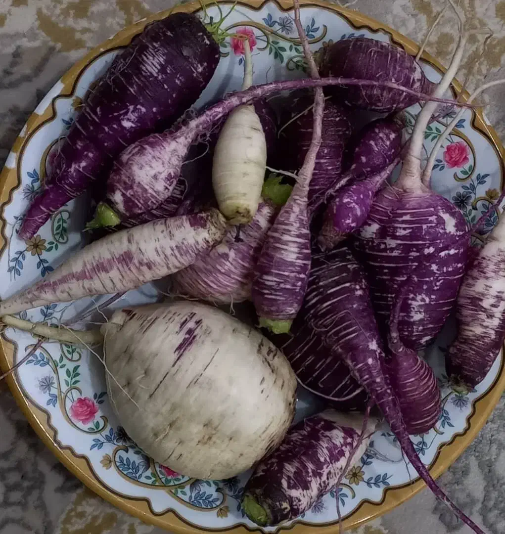 شلغم آردی و خوشمزه|خوردنی و آشامیدنی|بافق, |دیوار