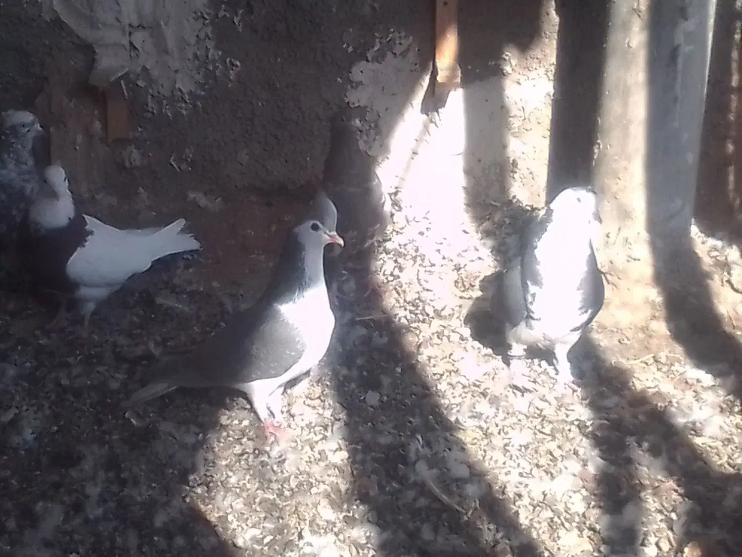 9تاکفترماده پرشی|پرنده|آبکوه, |دیوار