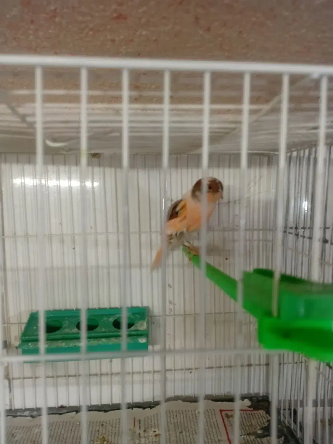 قناری ابلغ سرخ ماده سوپر|پرنده|تربت‌حیدریه, فردوسی جنوبی|دیوار