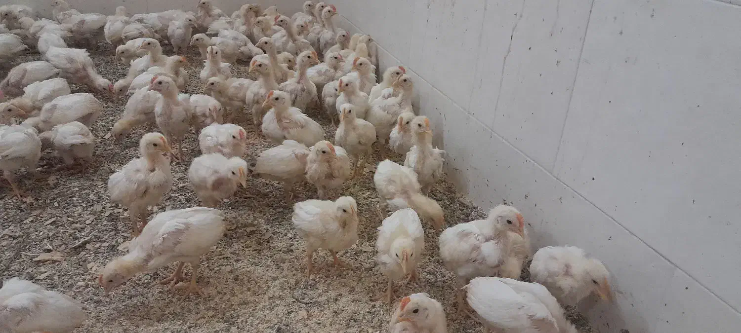 جوجه خروس ۲ ماهه|حیوانات مزرعه|اردکان, |دیوار