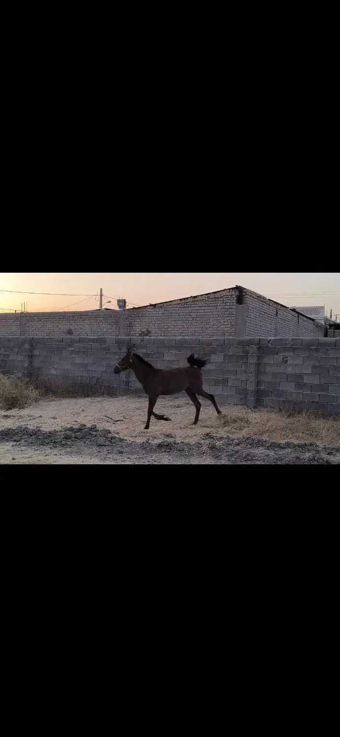 کره اسب نر یکسال|اسب و تجهیزات اسب‌سواری|مرودشت, رودبال|دیوار