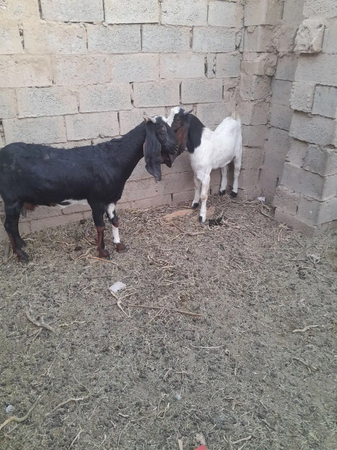 بو بزغاله|حیوانات مزرعه|خواف, |دیوار