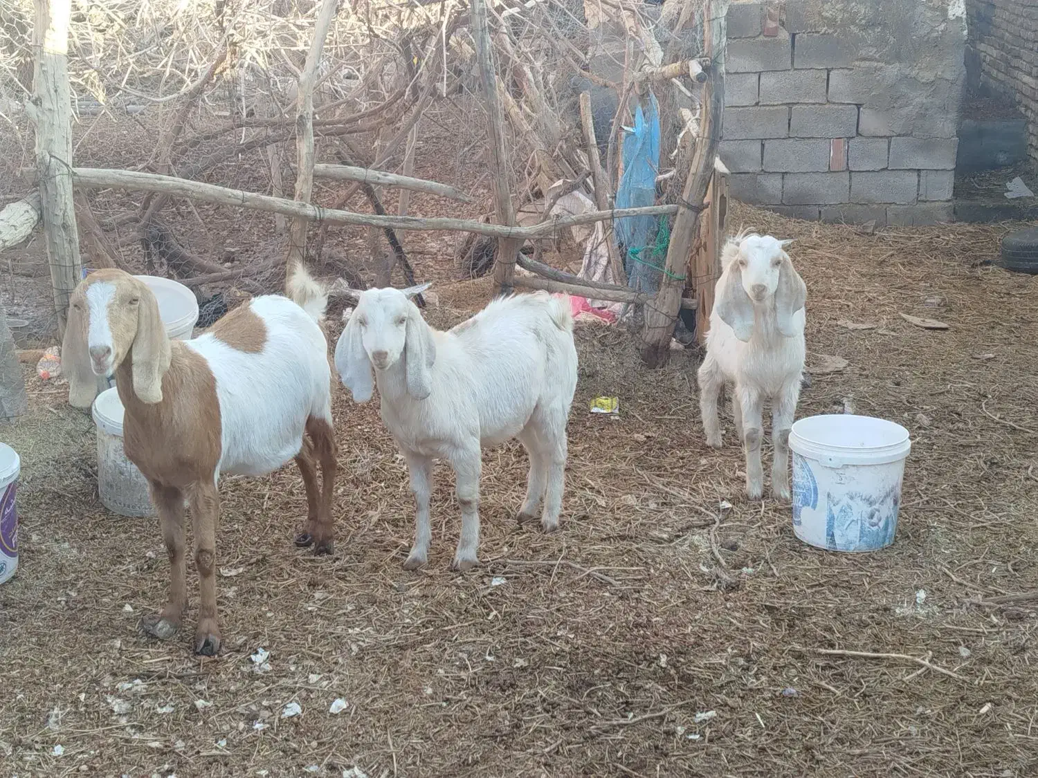 بزکره|حیوانات مزرعه|کشکوئیه, |دیوار