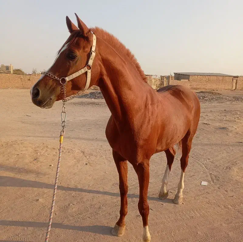 اسب عرب دو سر وارداتی کورسی|اسب و تجهیزات اسبسواری|یزد, |دیوار