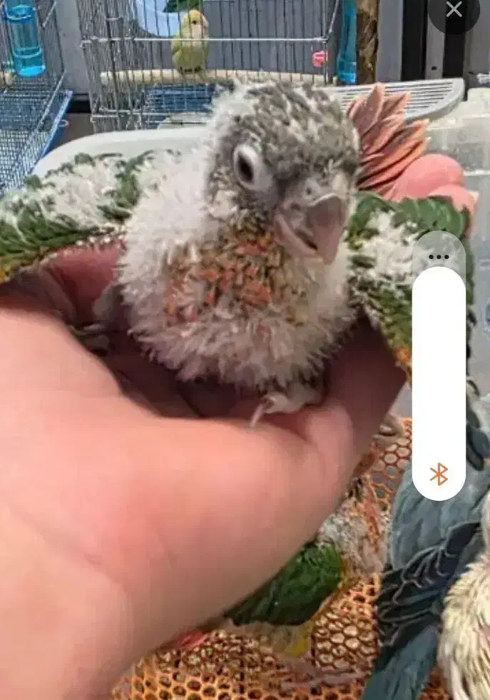 فروش جوجه گرینچیک ۳۰ روزه خانگی|پرنده|فردیس, شهرک ناز|دیوار