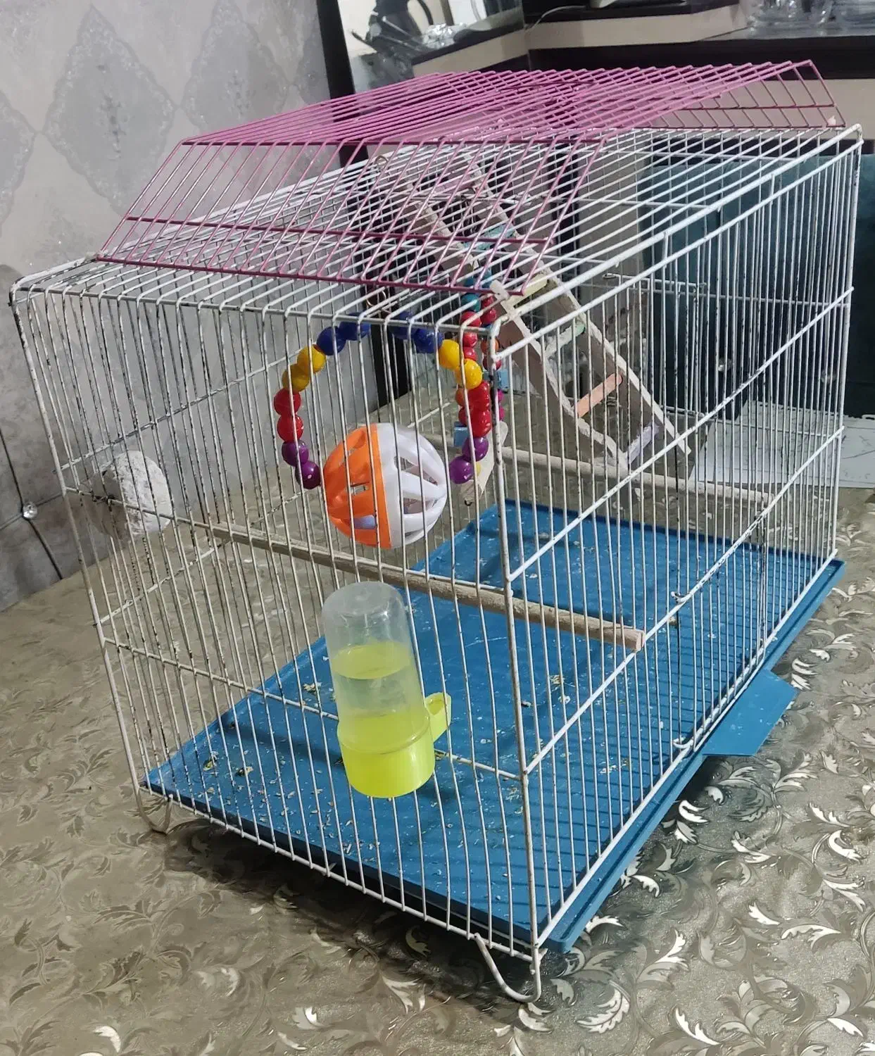 عروس هلندی و قفس|پرنده|سلماس, |دیوار