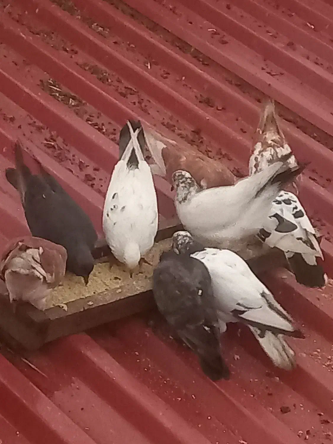 کبوتر جوجه|پرنده|صومعه‌سرا, |دیوار