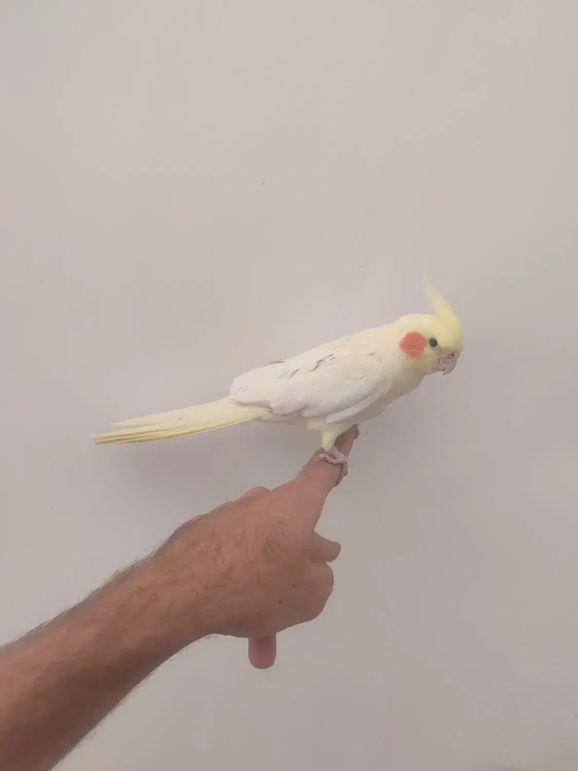 عروس هلندی لوتینو زعفرانی سخنگو|پرنده|مبارکه, |دیوار