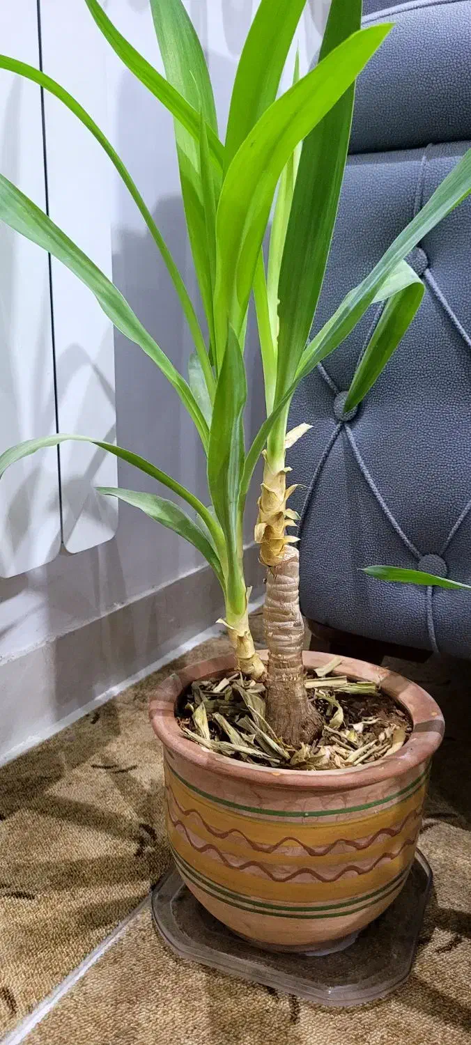 گل و گلدان طبیعی ارزان|گل و گیاه طبیعی|ایلام, |دیوار