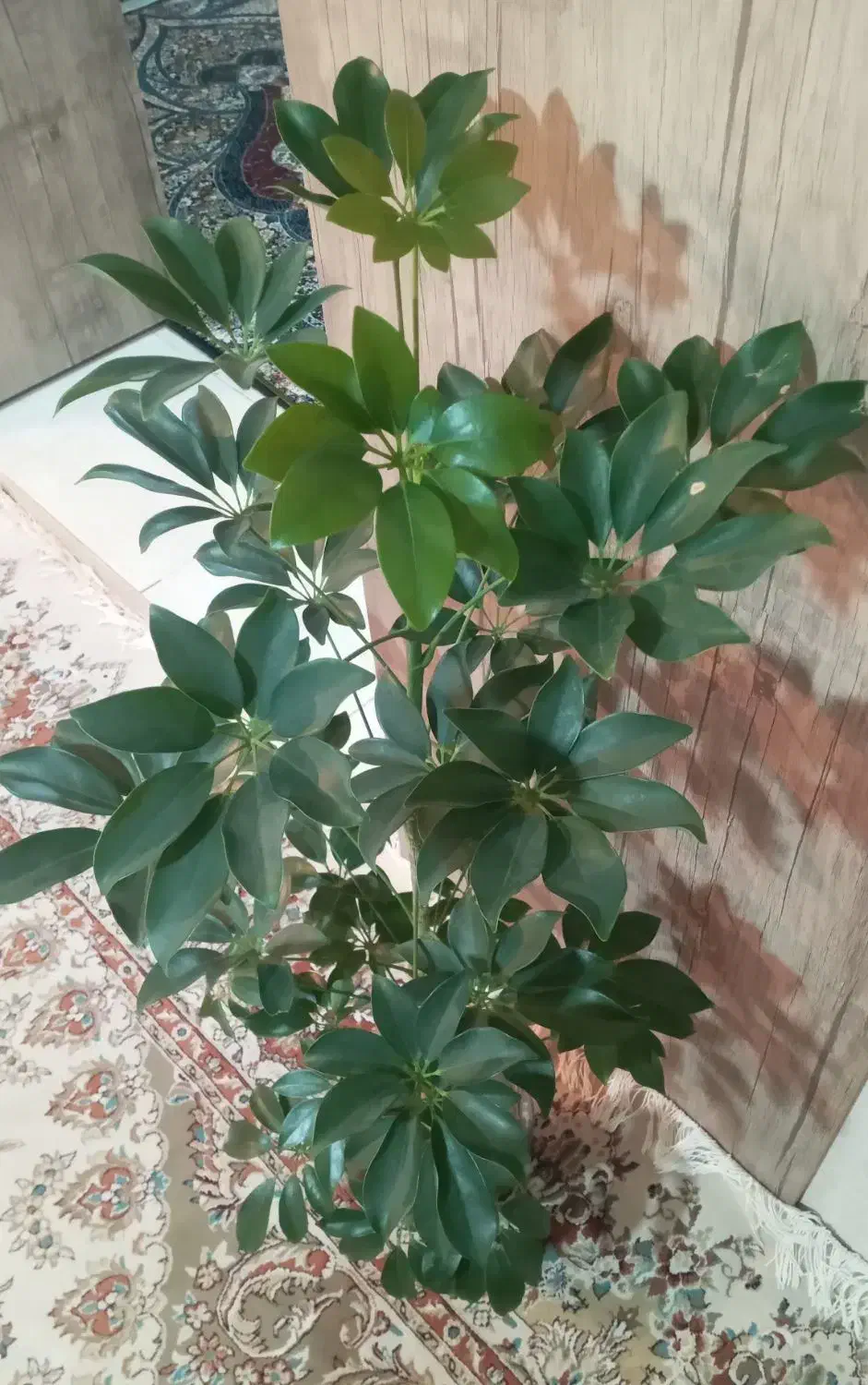 گل شفلرا|گل و گیاه طبیعی|اهر, |دیوار