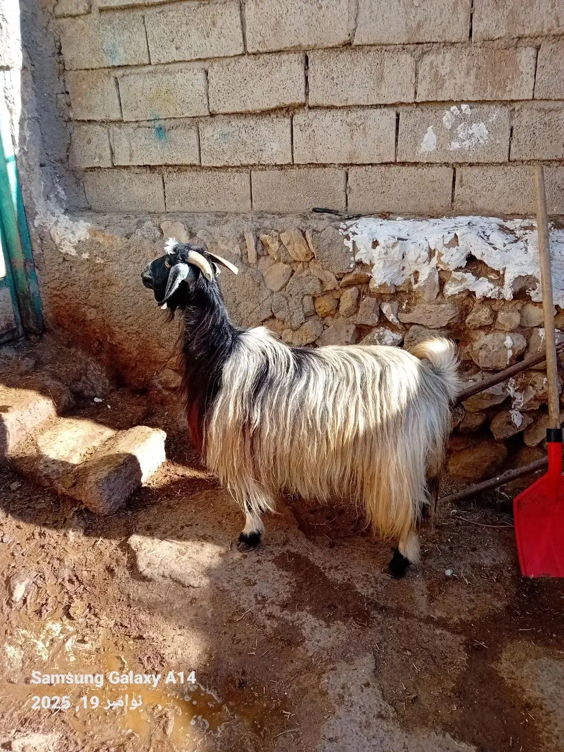 ۱عدد بز جوان کوک برای قربانی کیلویی|حیوانات مزرعه|اردبیل, |دیوار