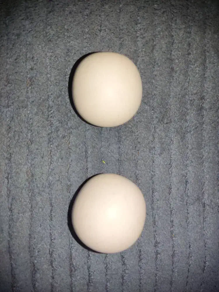 کارشناسی خریدار شهاب سنگ و انواع جواهرات|جواهرات|تهران, پاسداران|دیوار