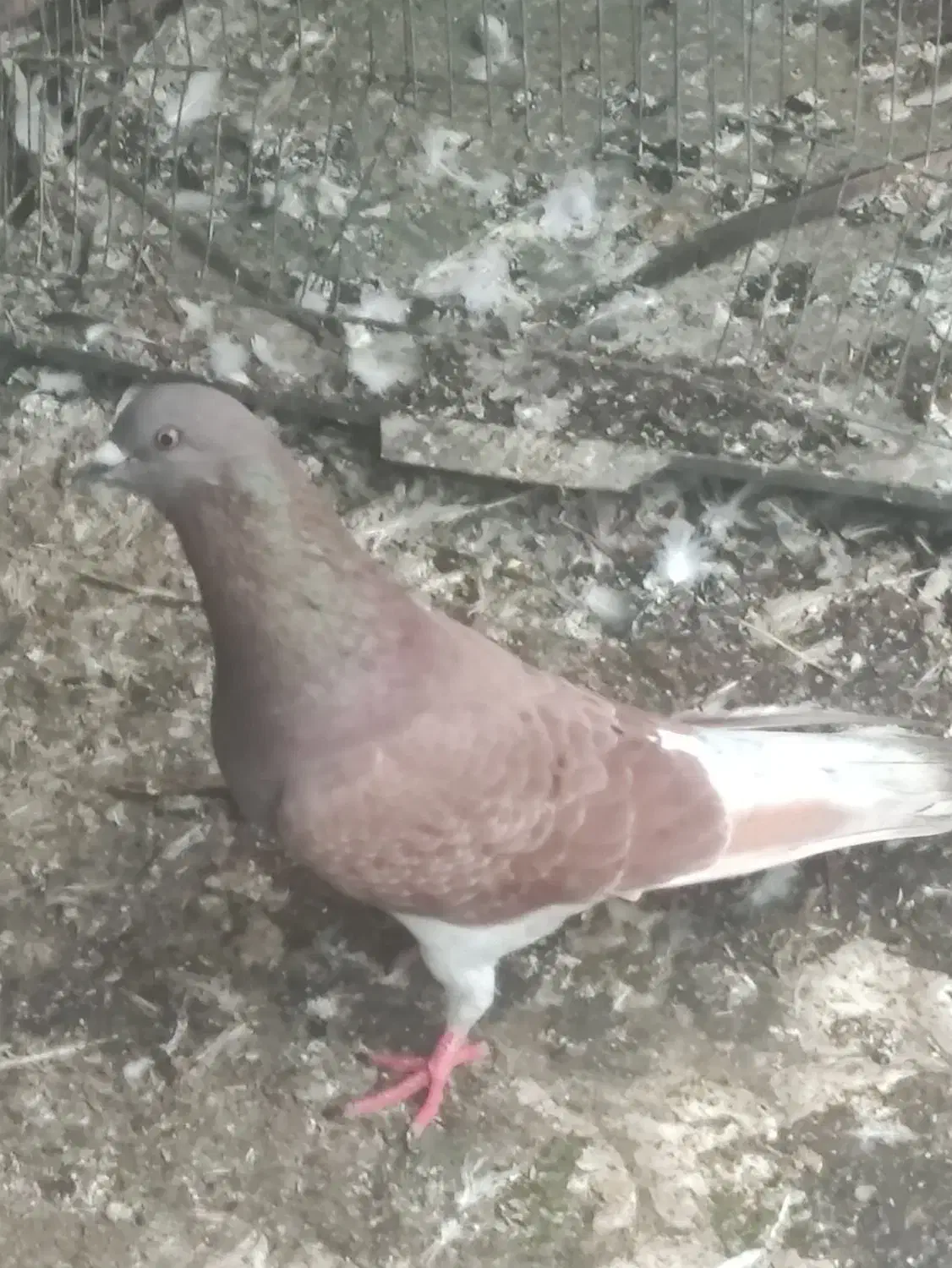 کبوتر نر قرمز|پرنده|علیآباد کتول, |دیوار