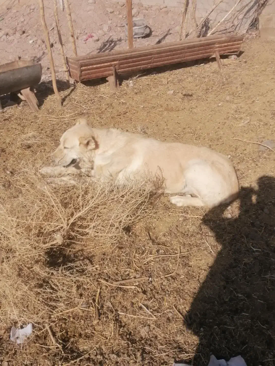 ماده گله ای|سگ|رشتخوار, |دیوار