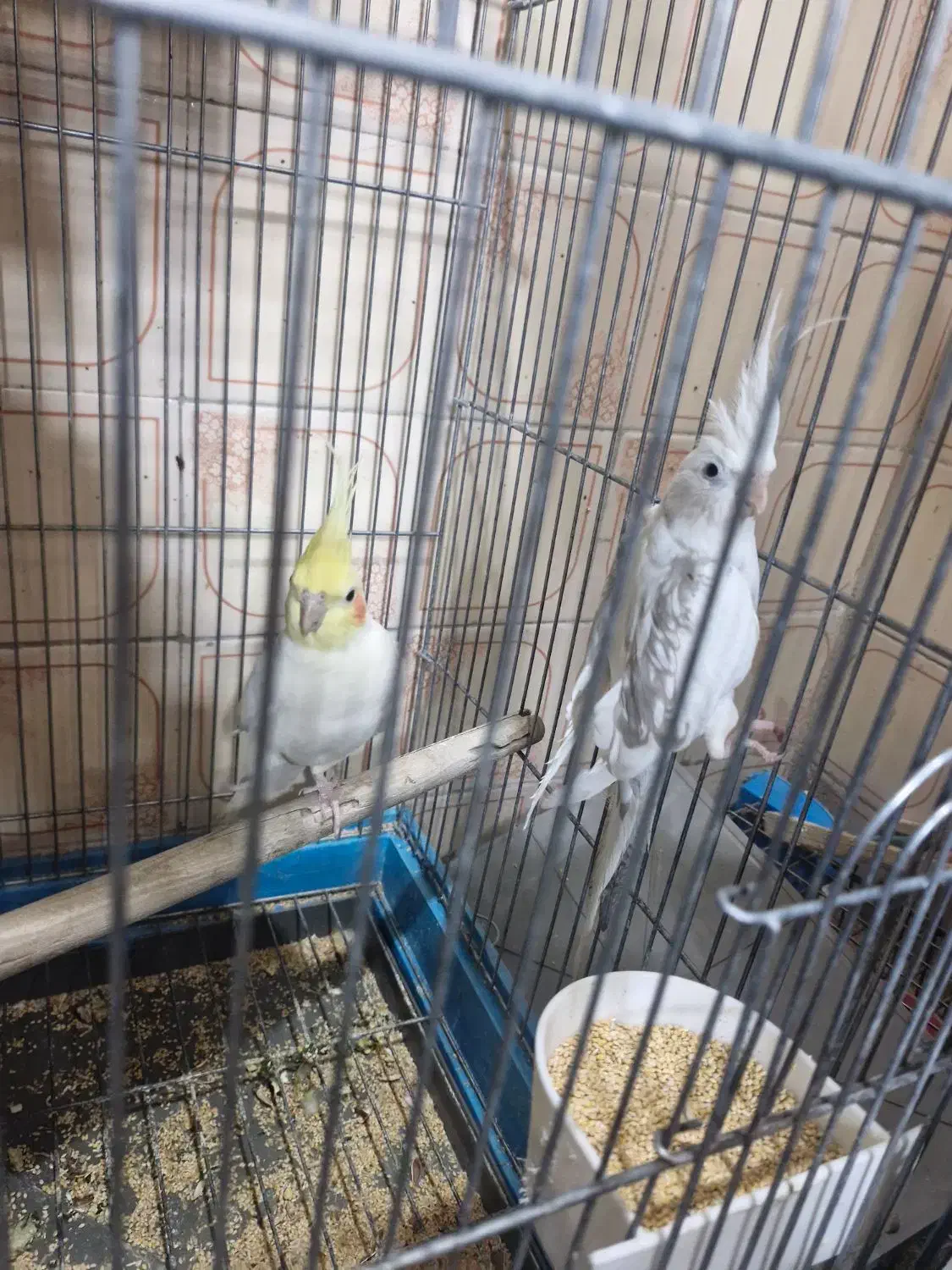 جوجه عروس هلندی لوتینو|پرنده|ری, اقدسیه|دیوار