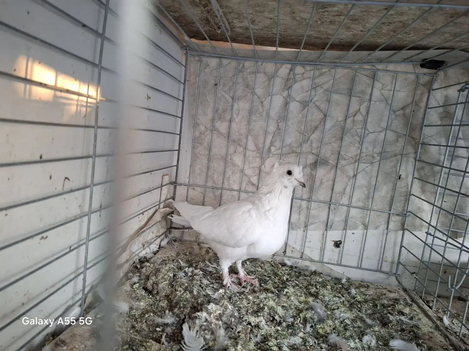 کبوتر پرشی، به شرط|پرنده|قم, حنیف نژاد|دیوار