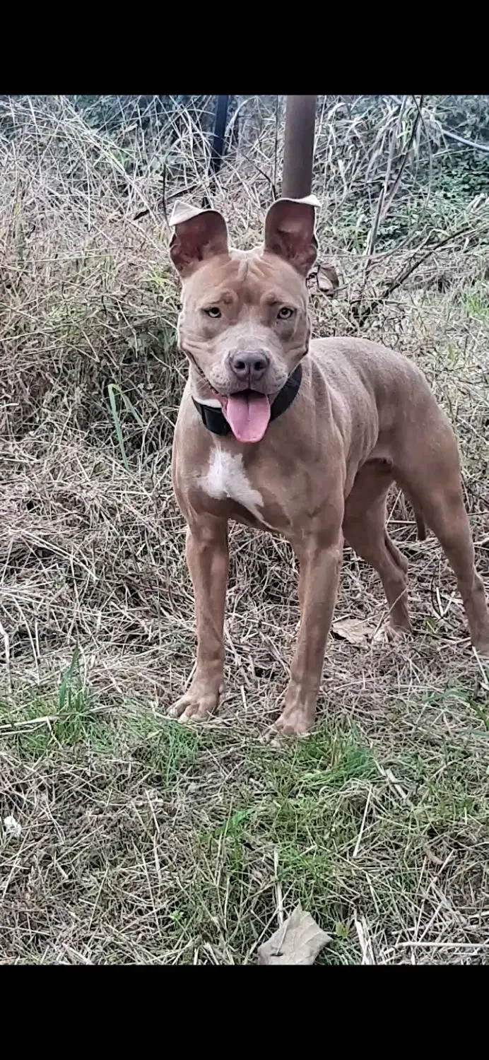 سگ پیت بول|سگ|تهران, شهرک غرب|دیوار